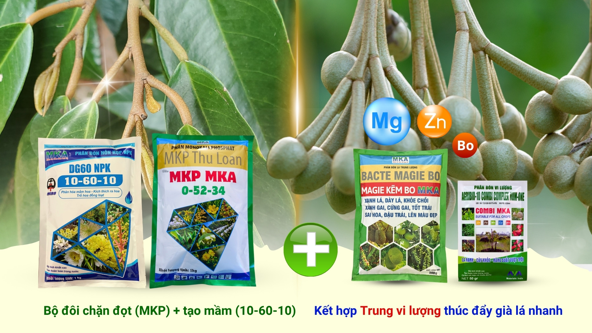Công thức chặn đọt tạo mầm hiệu quả bằng MKP
